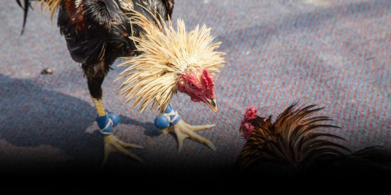 Đá Gà BETKING – Nơi Thi Đấu Cuồng Nhiệt, Nhận Thưởng Hấp Dẫn 